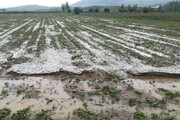 تگرگ ۲۰۷ میلیارد ریال به کشاورزی رازوجرگلان خراسان شمالی خسارت زد