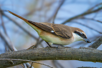 Birdwatching in Iran