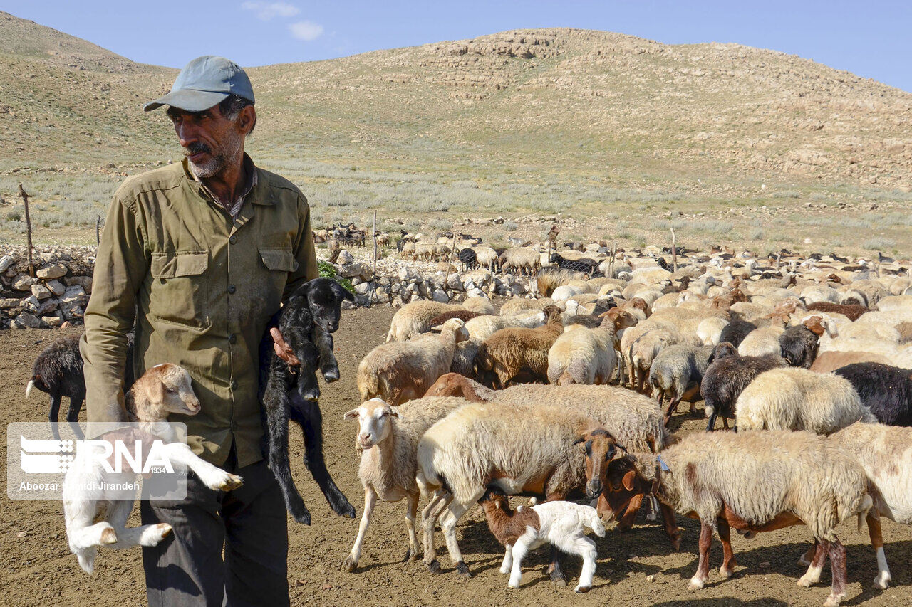 ۵۷ هزار راس دام عشایر ایلام خرید تضمینی می شود 