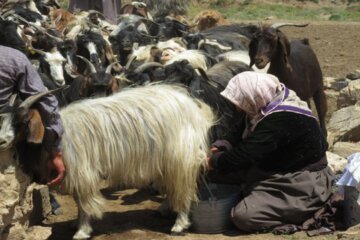 زندگی دلنشین عشایر اشنویه