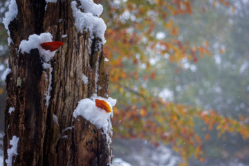 Nieve otoñal en Mazandarán