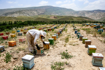 Bee  Breeding