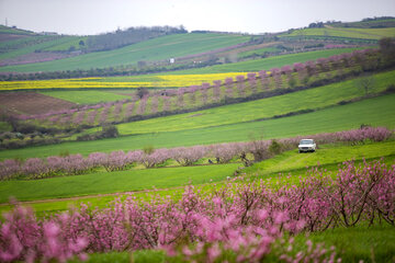 بهار در مازندران