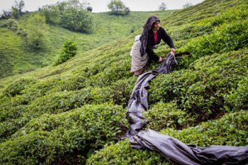 Lahijan tea