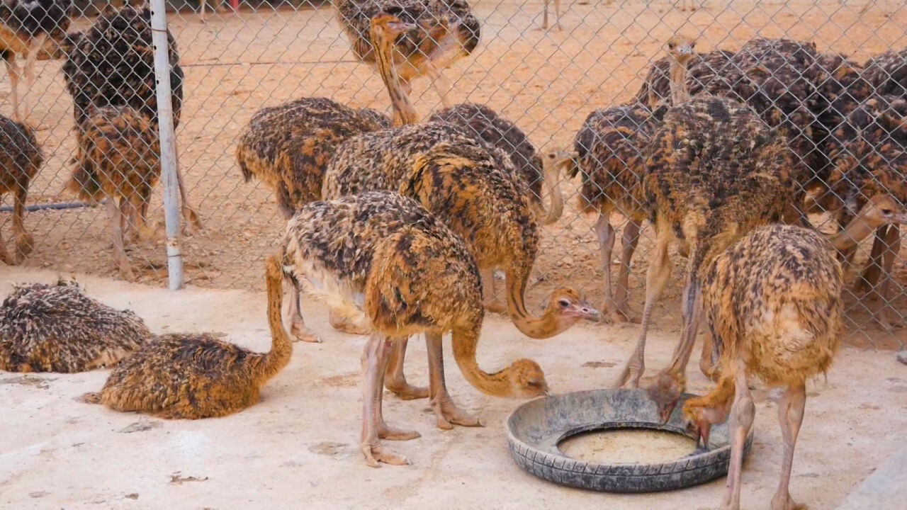 مزرعه‌داران شتر مرغ خراسان شمالی شرکت تعاونی تشکیل دادند