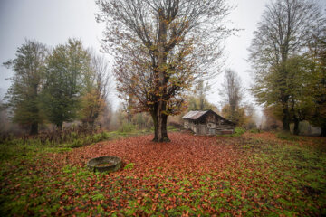 Espectáculo de color cuando el otoño llega a Mazandarán