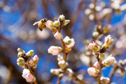 Trees blossom in Iran even in winter