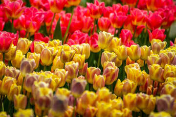 Fiesta de tulipanes en el Jardín Iraní