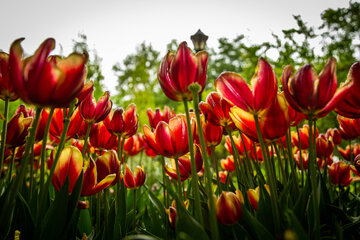 Fiesta de tulipanes en el Jardín Iraní