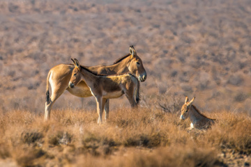 گور ایرانی