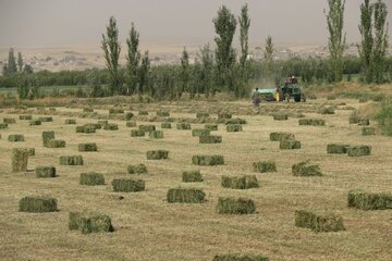 ۶۱ میلیون لیتر سوخت در بخش کشاورزی جنوب آذربایجان‌غربی توزیع شد