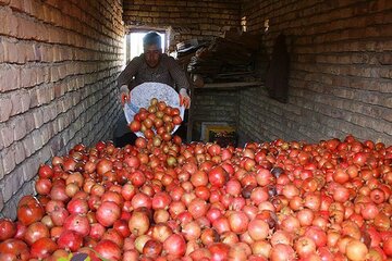 بی‌رغبتی کشاورزان خلیل‌آبادی به انبار محصولاتشان موجب ضرر شده است 