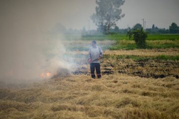 آتش در کشت‌زار