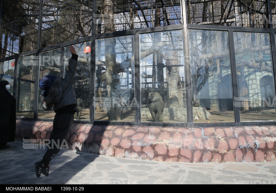 بازگشایی باغ وحش ارم تهران