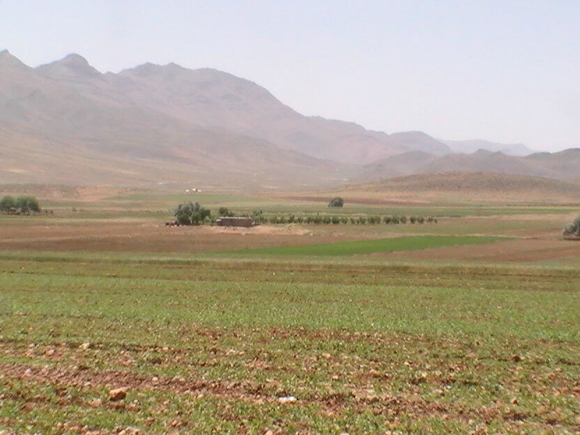 نزولات جوی باعث سبز شدن ۴۸ درصد مزارع کردستان شد