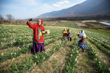 Iran : récolte des narcisses dans la province du Golestan 