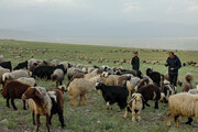 حدود ۵۸ هزار راس دام سبک خراسان شمالی اصلاح نژاد می‌شود