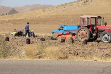 برداشت پیاز در میاندوآب