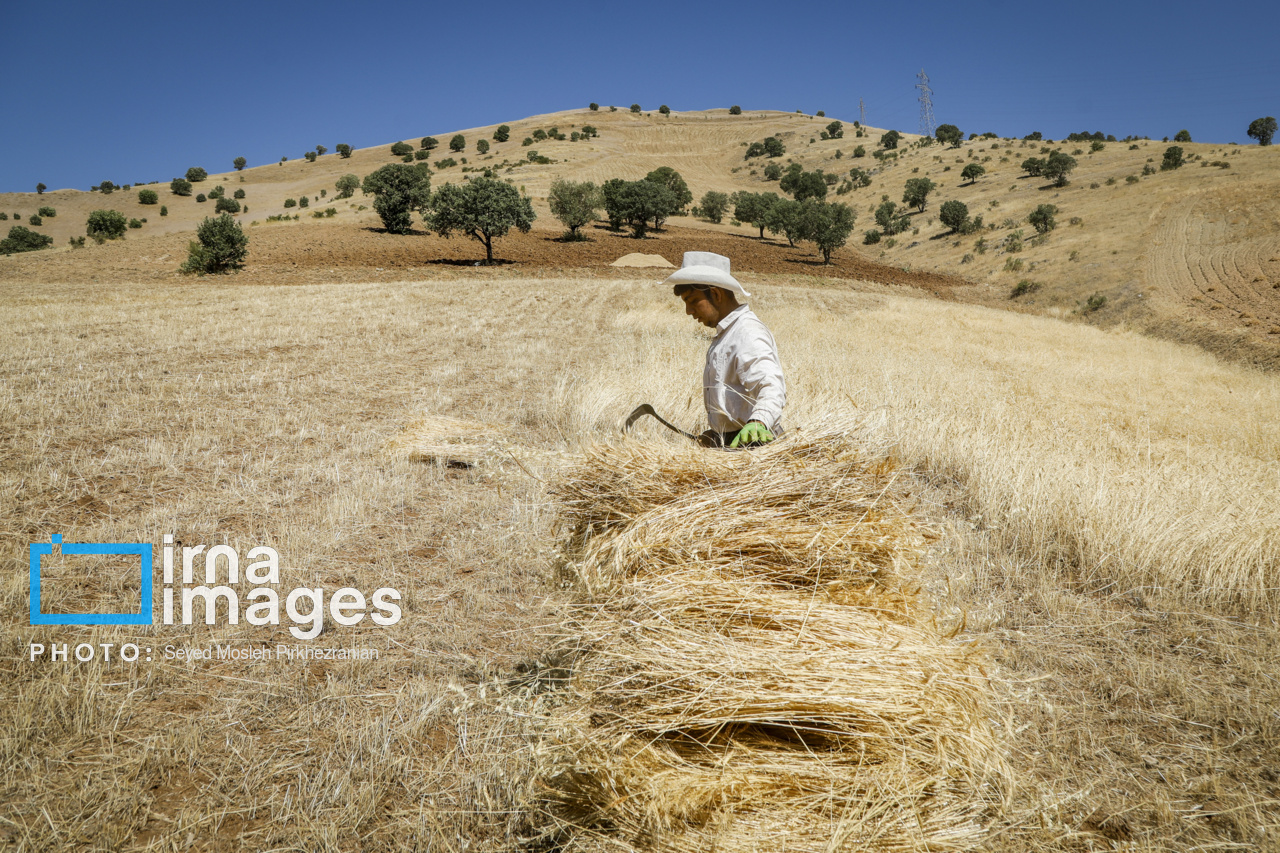 برداشت سنتی گندم از مزارع کردستان