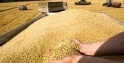 ۱۰ هزار تن گندم در داورزن تولید شد
