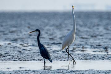 Zone humide de Khor Azini (Sirik) : une richesse de biodiversité au sud de l’Iran