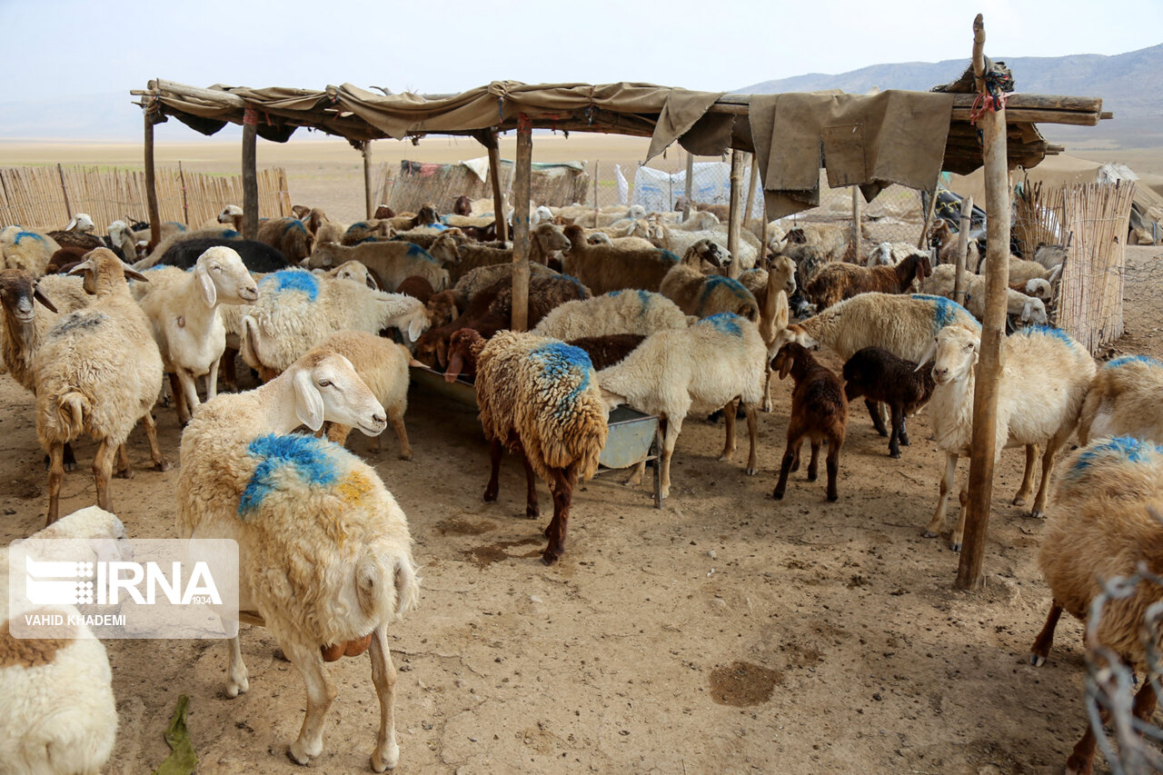 حدود ۲ هزار تن نهاده یارانه ای میان عشایر خراسان شمالی توزیع می شود