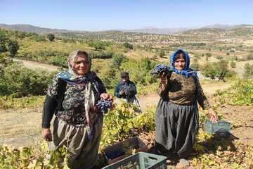 برداشت انگور از باغات بانه