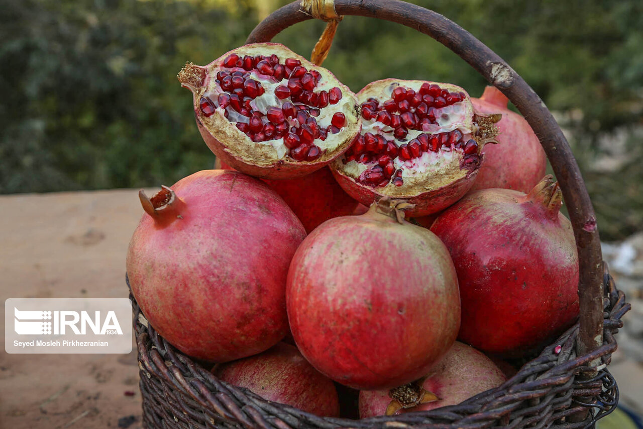 برداشت یاقوت سرخ از باغات سروآباد آغاز شد