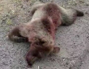 شکارچیان غیرمجاز یک قلاده خرس را در نور کشتند