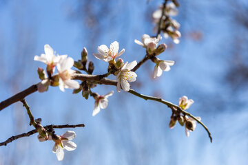 Trees blossom in Iran 