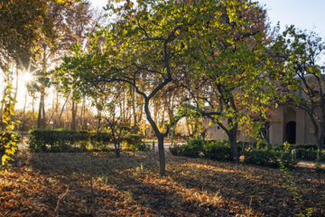 Autumn leaves in Pahlavanpur Garden