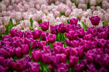 Fiesta de tulipanes en el Jardín Iraní