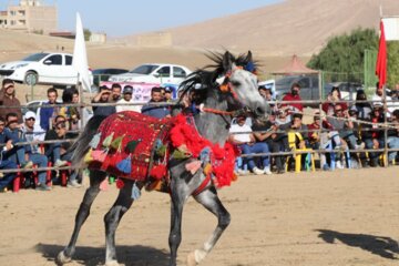 جشنواره اسب اصیل کردی در بوکان