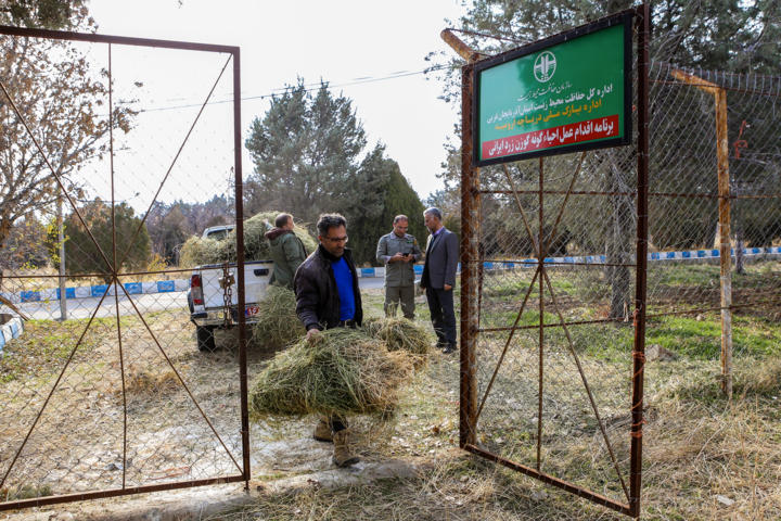 گوزن زرد ایرانی