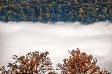 L'automne dans les forêts hyrcaniennes expose la magie de la nature dans chaque feuille. Le paysage intact et pittoresque de ces forêts en automne montre l'importance historique et la diversité végétale de ce trésor naturel iranien. 