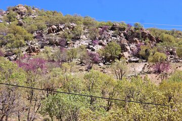 بهار زیبا در دره ارغوان