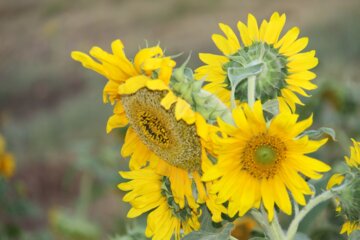 مزرعه گل‌های آفتابگردان