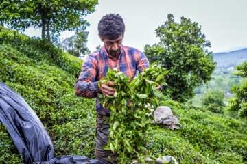 El té de Lahiyan