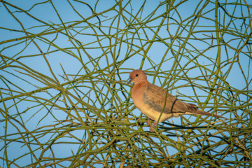 Birdwatching in Iran