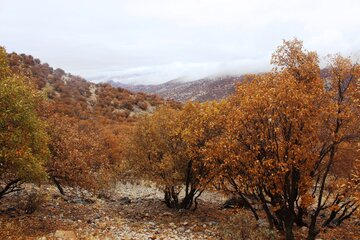 طبیعت پائیزی کوهستان