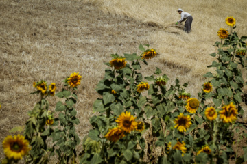 Traditional wheat harvest in western Iran