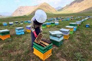 روایت چالش‌هایی که کام زنبورداران مهابادی را تلخ می‌کند