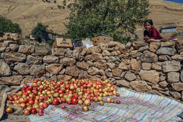 برداشت انار از باغات روستای بلبر در منطقه هورامان