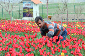 مزرعه گل های لاله در روستای اسپره خون