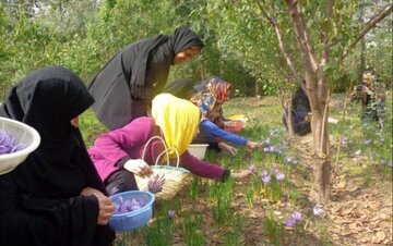 برداشت زعفران در صومعه سرا آغاز شد