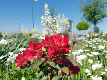 طراوت گل‌بهار در شهر اطلسی‌ها