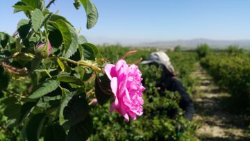 برداشت گل محمدی از مزارع «خوش آباد» ملایر