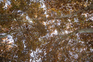 Autumn leaves in Pahlavanpur Garden