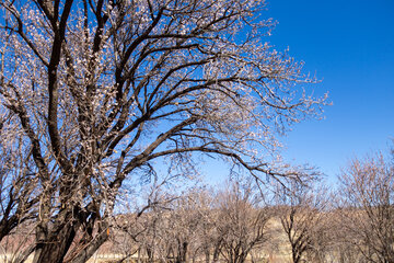 Trees blossom in Iran 