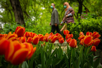 En image le Jardin Iranien pour admirer les tulipes dans la capitale Téhéran